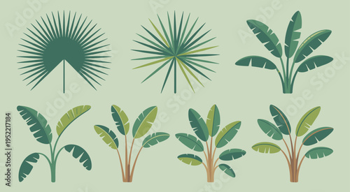 Tropical plant set illustration, palm leaves and banana plants collection, exotic greenery design, botanical elements, jungle foliage, nature decoration, flat vector style artwork