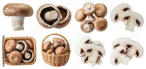Various types of mushrooms on white background fungi isolated