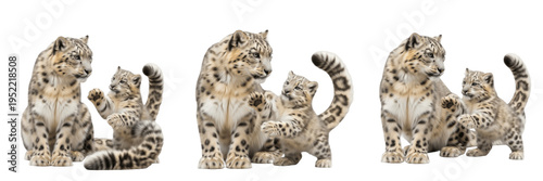 Snow Leopard and Cub PNG, Isolated Mother Cat and Kitten on Transparent Background, Mountain Wildlife Animal Clipart for Design.