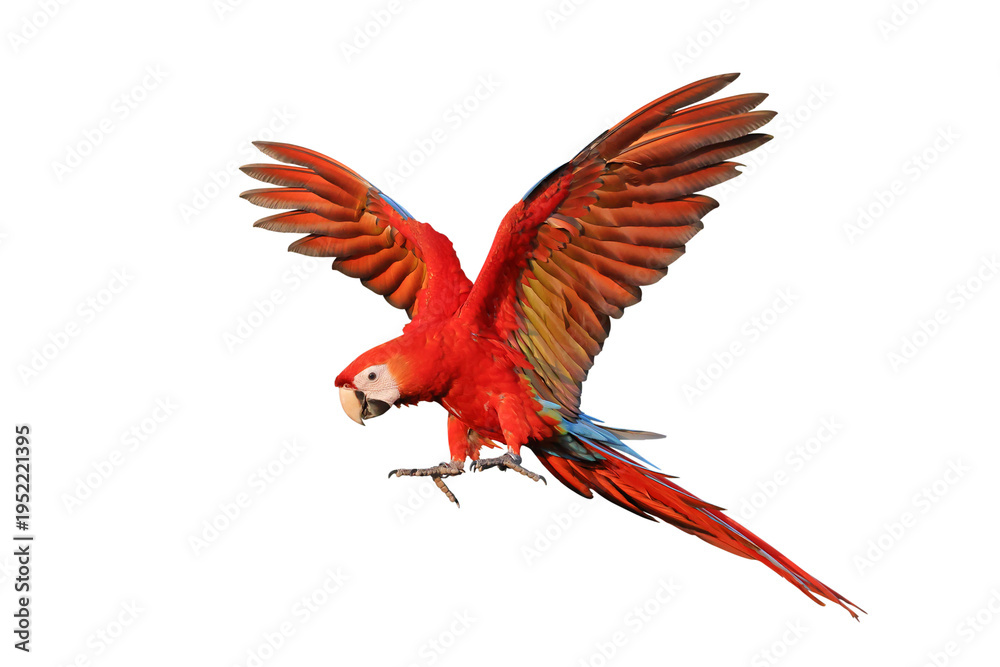 Fototapeta premium Colorful flying Scarlet Macaw parrot isolated on transparent background png file