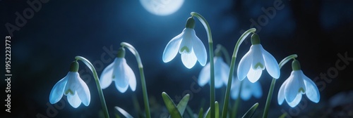 Cluster of white snowdrops (Galanthus) bloom under a full moon at night, their delicate petals glowing softly in moonlight. A serene, magical early spring scene with botanical elegance.