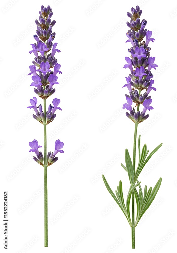 Obraz premium Lavender Duet: Nature's Gentle Grace
