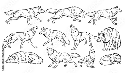 Dynamic Wolf Sketch 2D Animation Vector Wildlife Character Design