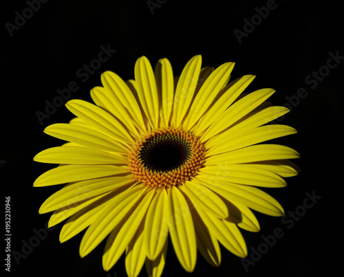 Bright yellow gerbera daisy flower with a dark center isolated on a solid black background