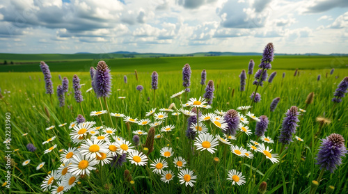 White daisy flowers and purple spike blossoms in a lush green meadow under a cloudy blue sky