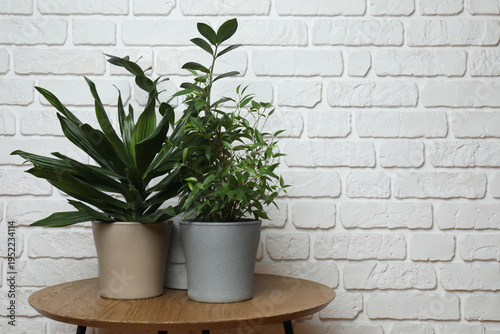 Different green indoor plants on the background of a brick wall