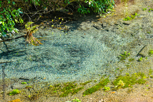 Wallpaper Mural 日本静岡県三島の柿田川湧水郡 Torontodigital.ca