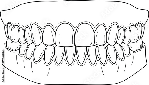 Dental teeth and gums outline vector oral health clipart