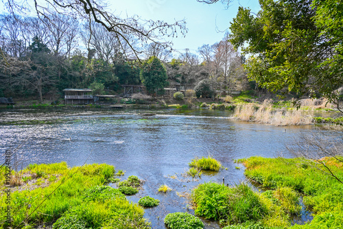 Wallpaper Mural 日本静岡県三島の柿田川湧水郡 Torontodigital.ca