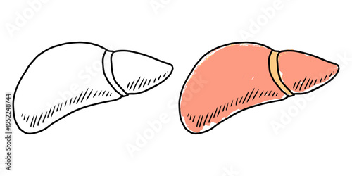 Human liver sketch drawing vector for medical blogs. Ideal for symbolizing rough internal anatomy, hand drawn biology concepts, and organ health.