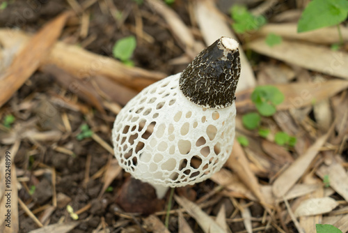 Fotografia アカダマキヌガサタケ	Phallus rubrovolvatus