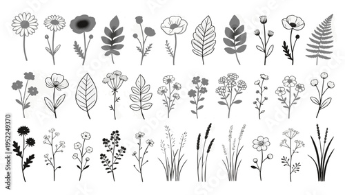 Botanical Illustrations: An array of delicate botanical illustrations, showcasing a variety of wildflowers and leaves. These detailed line drawings evoke the beauty and diversity of the natural world.