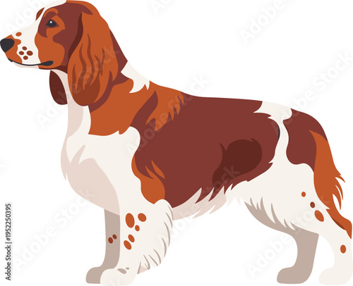 Welsh Springer Spaniel Dog Illustration featuring Red and White Chestnut Coat in Standing Profile for Purebred Canine Branding Veterinary Graphics and Pet Care Vector Designs