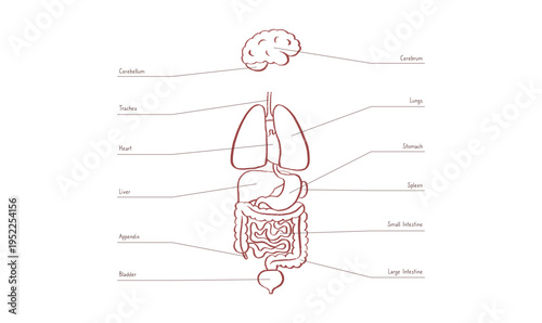 Internal Organs Sketch