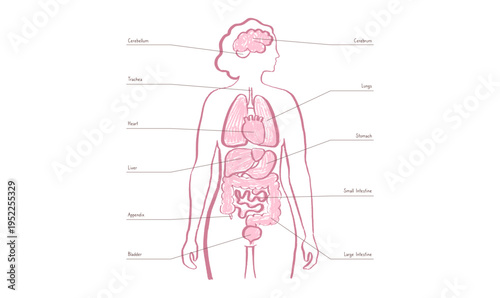 Internal Organs Sketch