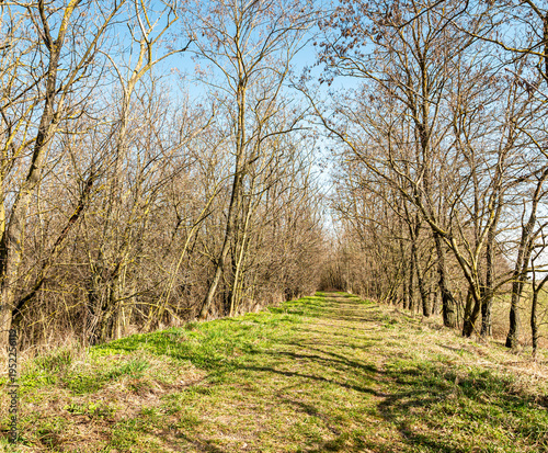 Canvastavla Forest path with bare trees on Danube embankment near Samorin, Slovakia, with green grass and sunlight under clear blue sky