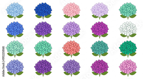 Collection of colorful hydrangea flowers in various shades and hues on white background for design