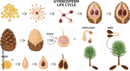 Gymnosperm Life Cycle Vector Diagram Featuring Pollination, Ovule Fertilization, Seed Development, Pine Cone Structure, and Tree Growth Botanical Illustration