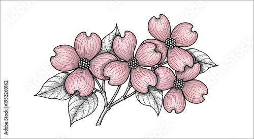 Detailed botanical illustration of dogwood flowers on a branch