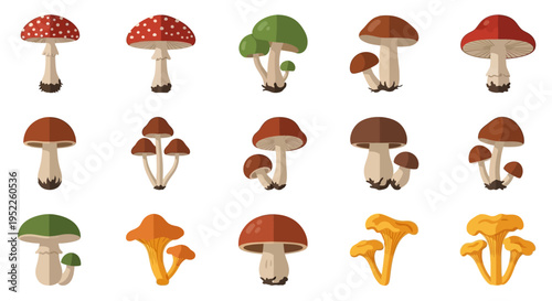 collection of various colorful mushrooms on white background