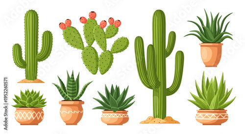 vibrant collection of potted cacti and succulents in terracotta pots on white background