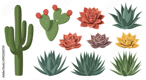 collection of cactus and succulent illustrations on white background