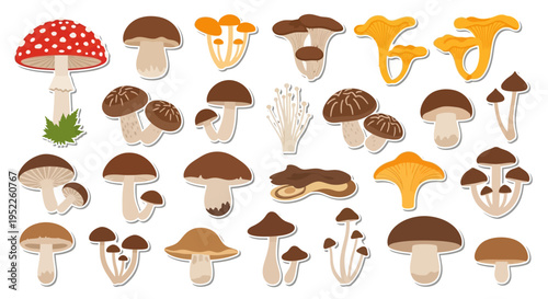 Collection of various colorful mushroom illustrations