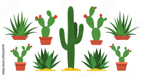 Collection of potted cacti and succulents on white background