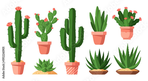 Variety of potted cacti and succulents on white background