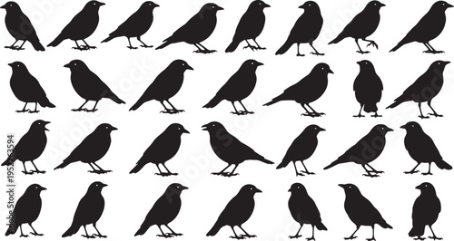 flock of birds perched in row flat design vector illustration