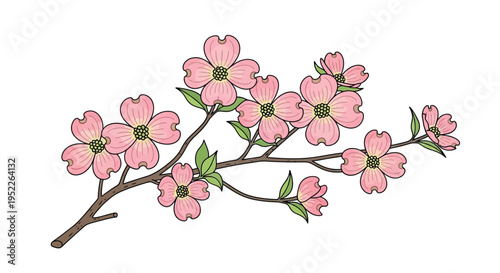A delicate illustration of dogwood blossoms and green leaves on a branch