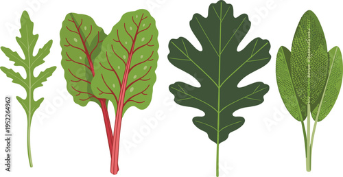 Green Leaf Vegetables Collection Illustration with Spinach, Arugula, Chard and Fresh Organic Salad Leaves Botanical Food Vector Set
