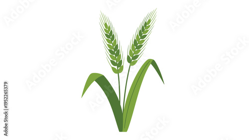 Simple illustration of green stalks of wheat or barley representing agriculture, nature, and healthy whole grain food sources.