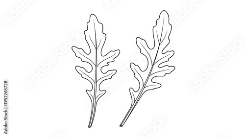 Simple line drawing of two fresh arugula leaves with delicate veins, perfect for salad or healthy food themed graphic designs.