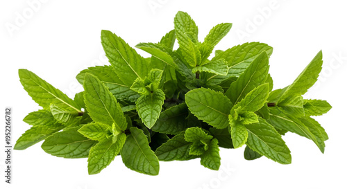 Fényképezés Fresh green mint leaves
