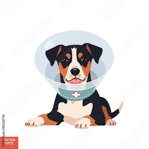 Appenzeller Sennenhund dog wearing a protective Elizabethan collar, recovering from surgery.