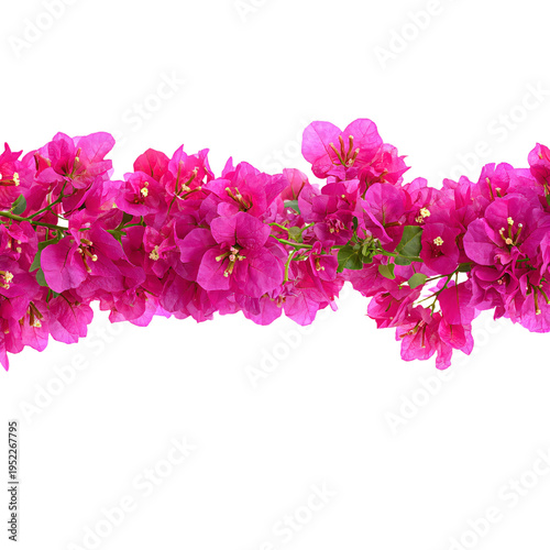 Pink Flowers Border Isolated on White Background: Professional Floral Frame for Design Projects