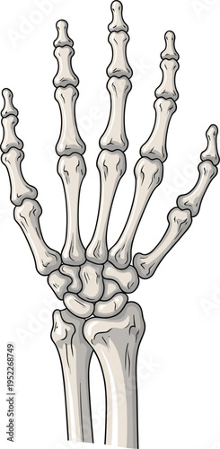 Human Hand Skeleton Anatomy Illustration with Detailed Bone Structure of Wrist, Palm, and Fingers for Medical Education and Anatomical Study Design