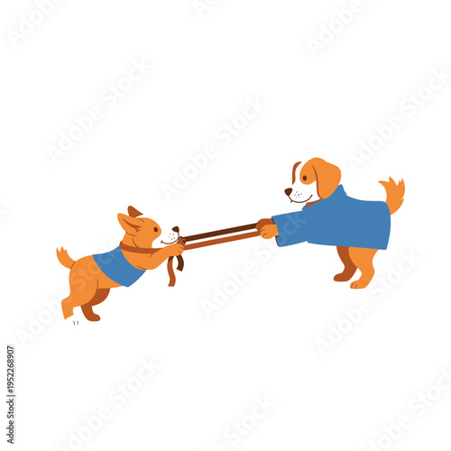 Two dogs playing tug of war with a rope, wearing blue coats