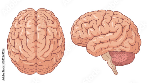 Human brain vector illustration, top and side view, realistic anatomy with pink gyri and sulci folds, medical science education, neuroscience, biology, anatomy diagram, cognitive health,