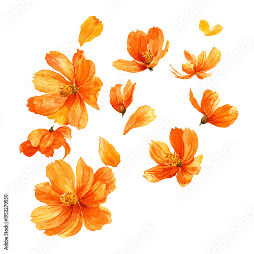 Vibrant Flying Orange Flowers and Petals Watercolor Isolated on White Background