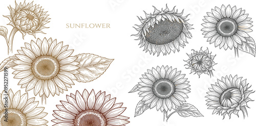 Hand-drawn botanical line art collection, featuring an elegant natural wreath of leaves and branches, complemented by diverse plant elements for organic design