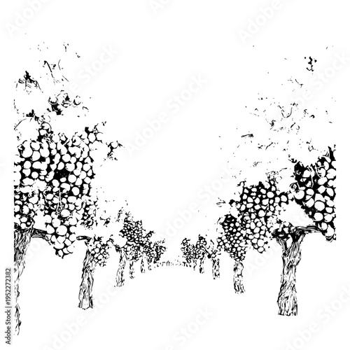 Black and white hand drawn illustration of a vineyard rows with ripening clusters of grapes on gnarly vines featuring an artistic sketch style on a clean white background