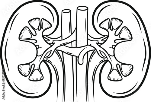 Black and white line art vector illustration of human kidney anatomy with internal structure for medical education and urology healthcare branding