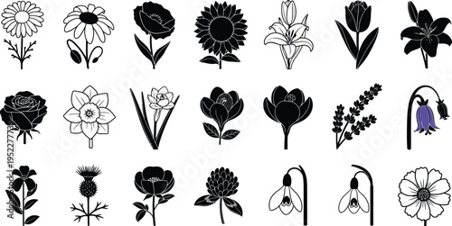Collection of black and white floral silhouettes and outlines flower daisy