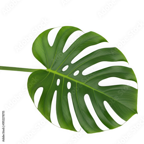 A large green leaf with holes in it png isolated on transparent background