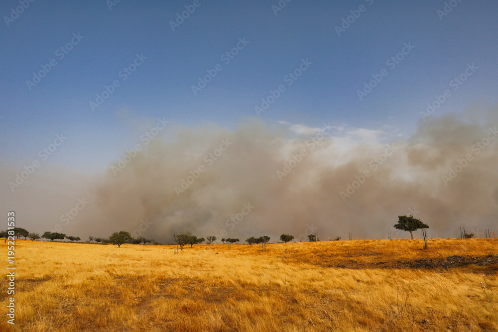 Fototapeta premium smoke from a large forest fire