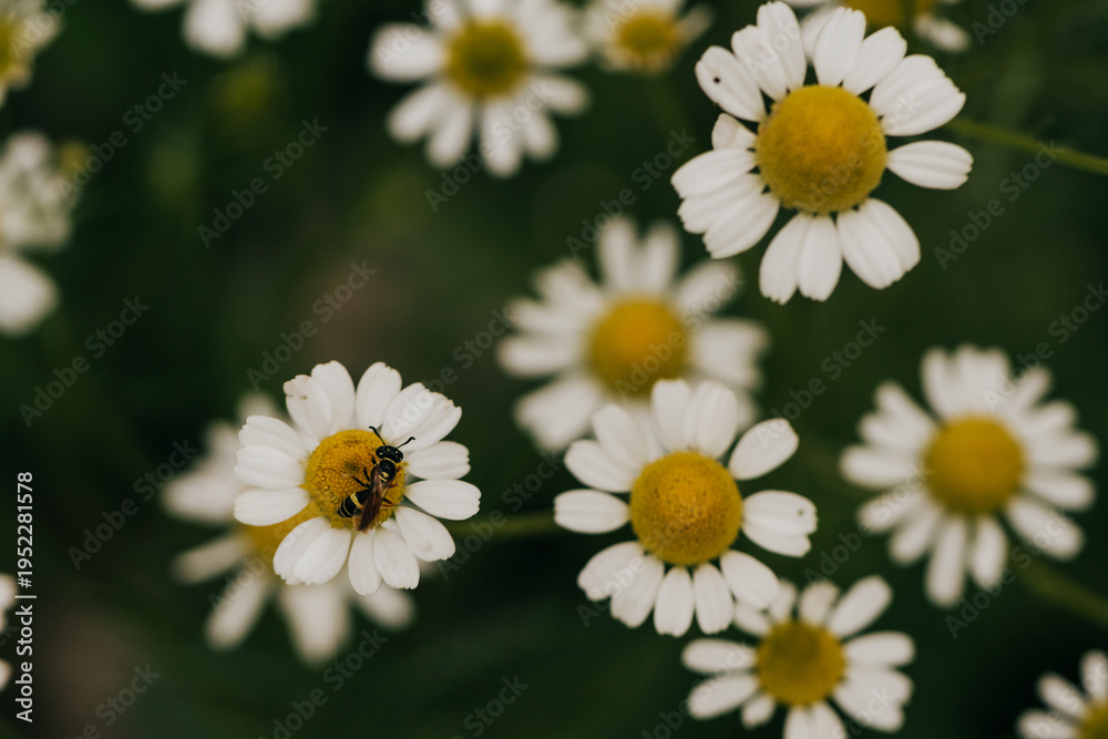 Fototapeta premium Overhead view of german chamomile in backyard garden on summer morning