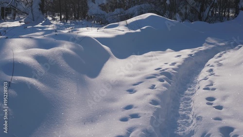 Wallpaper Mural Footprints stretch along a narrow snow trail through a sunny winter forest. Light and shadow shape the snowdrifts while the path leads deeper between bare trees and cold blue tones. High quality 4k Torontodigital.ca