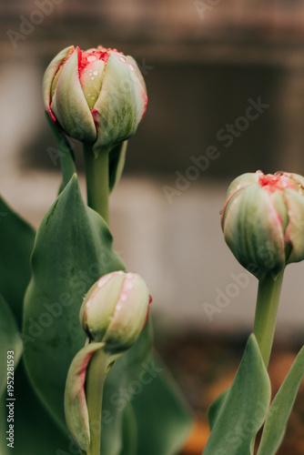 Close up of closed tulip with fresh dew on a spring morning